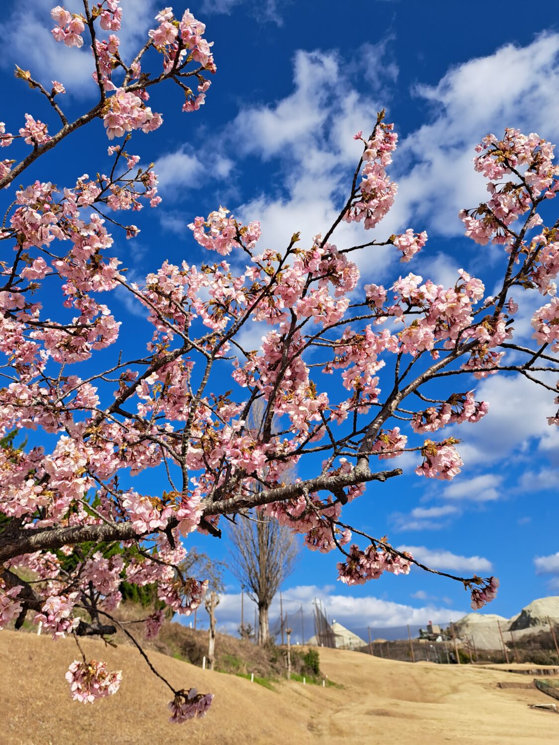 和幸カントリー俱楽部のショートコース内の河津桜が満開です！！
