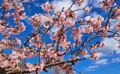 和幸カントリー俱楽部のショートコース内の河津桜が満開です！！