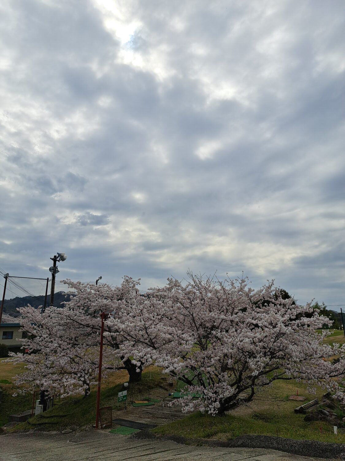今年の桜も美しいです！！