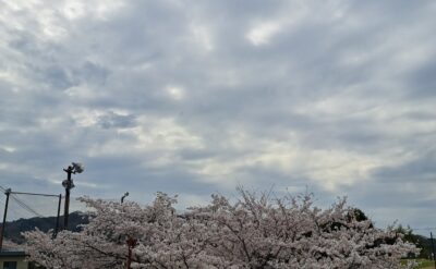 今年の桜も美しいです！！